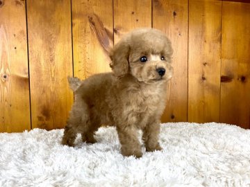 トイプードル(タイニー)【大阪府・男の子・2021年9月23日・アプリコット】の写真「モコモコのテディベアな男の子☆」