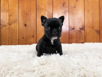 フレンチブルドッグ【大阪府・女の子・2020年1月2日・ブリンドル】の写真「ミニフレンチブルドッグ」