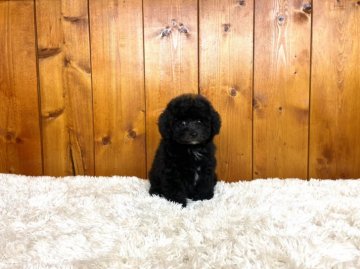 トイプードル(タイニー)【大阪府・女の子・2021年7月7日・ブラック】の写真「マズルが短い丸顔と、短足&タイニーサイズの女の子」