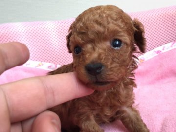 トイプードル(ティーカップ)【大阪府・女の子・2017年1月17日・レッド】の写真「極小サイズのプードルです!!」