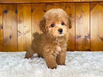 トイプードル(タイニー)【大阪府・男の子・2022年3月9日・アプリコット】の写真「毛量抜群！ふわふわモコモコの男前^ ^」