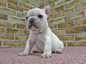 フレンチブルドッグ【大阪府・女の子・2016年11月18日・クリーム】の写真「アメリカチャンピオン孫クリーム」