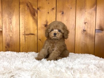 トイプードル(タイニー)【大阪府・男の子・2021年9月23日・アプリコット】の写真「モコモコのテディベアな男の子☆」