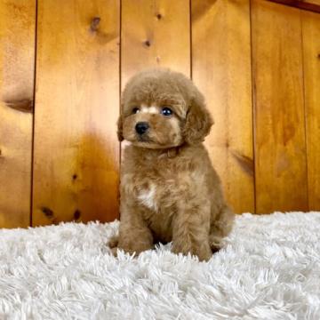 トイプードル(タイニー)【大阪府・男の子・2022年6月4日・レッド】の写真「クリクリおめめの大人しい男の子✨」