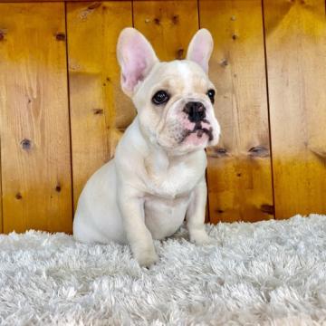 フレンチブルドッグ【大阪府・男の子・2022年3月27日・クリーム&ホワイト】の写真「ムチムチに仕上がってくれてます^ ^」