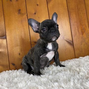 フレンチブルドッグ【大阪府・男の子・2022年7月19日・ブリンドル】の写真「小ぶり🐷コンパクトサイズの男の子」