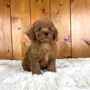 トイプードル(タイニー)【大阪府・女の子・2022年5月11日・レッド】の写真「ドワーフの女の子をマイプーに^ ^」