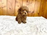 タイニープードル【大阪府・男の子・2022年11月24日・アプリコット】の写真3