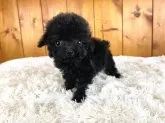 タイニープードル【大阪府・男の子・2021年6月2日・ブラック】の写真4