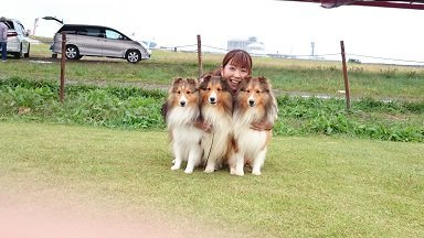 臼井　祐子(うすい　ゆうこ)ブリーダー(東京都・シェットランドシープドッグなど・JCC登録)の紹介写真1