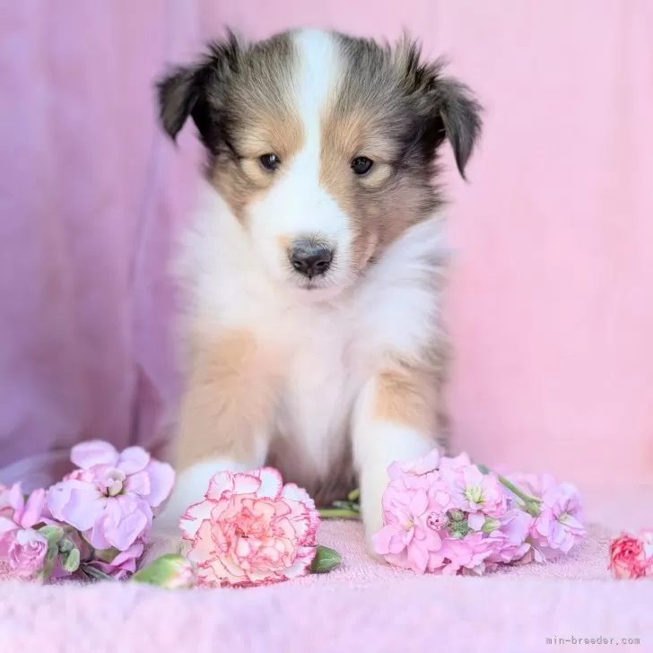 あーちゃん 様のお迎えした子犬