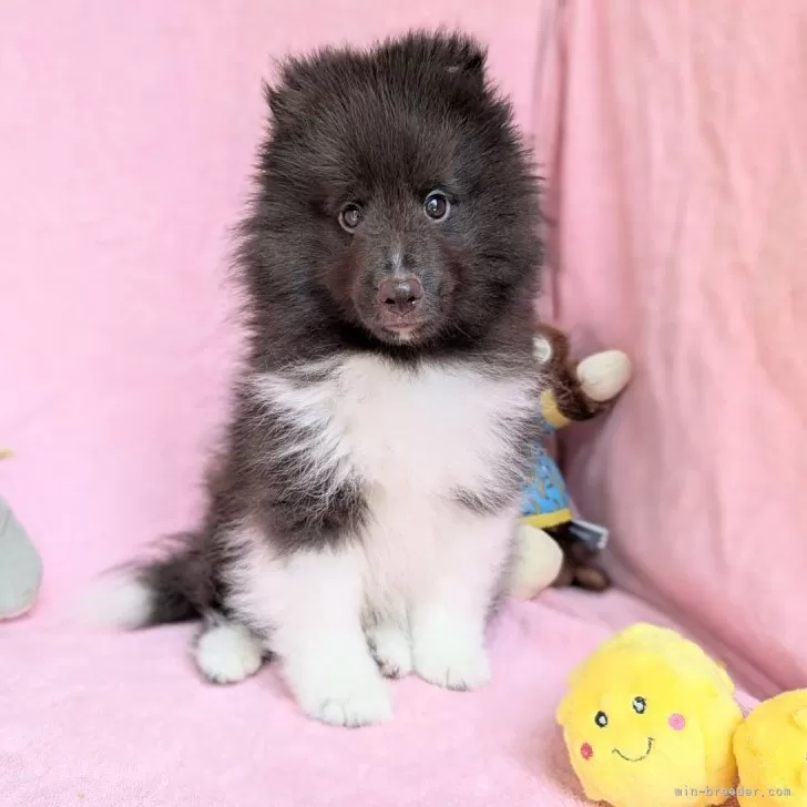 ID：2507-07959の子犬