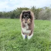 シェットランドシープドッグ