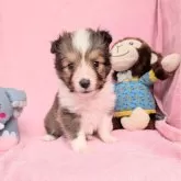 シェットランドシープドッグ