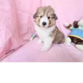 シェットランドシープドッグ