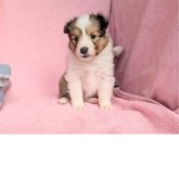 シェットランドシープドッグ