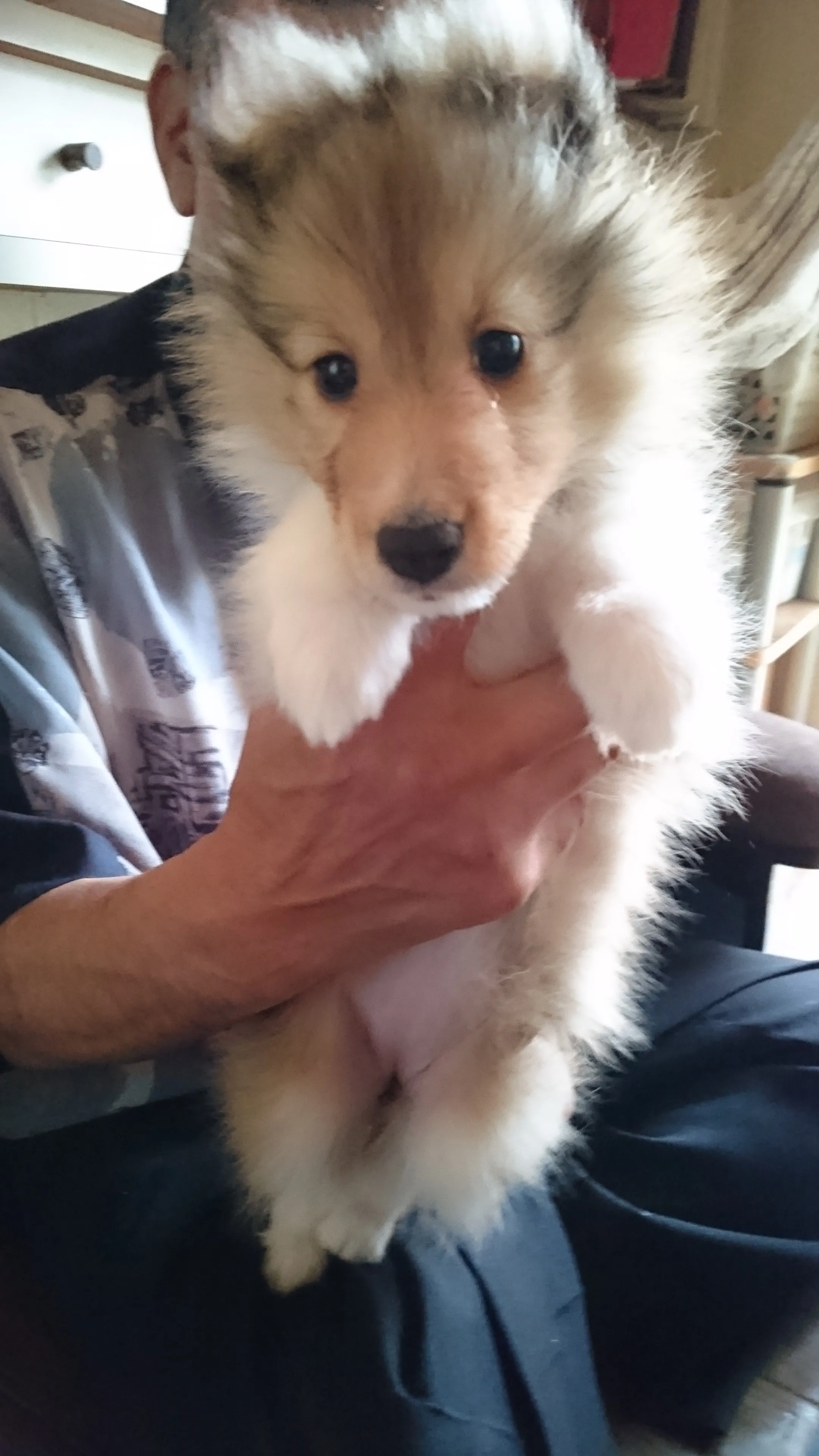 ID：1606-00065の子犬