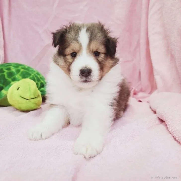 スカイ 様のお迎えした子犬