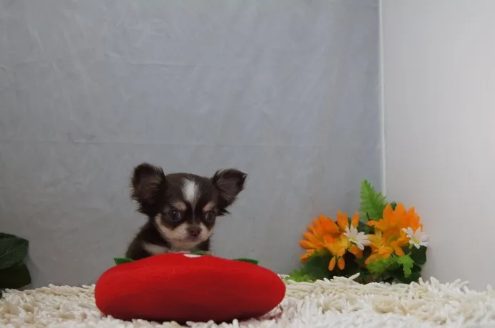 ID:1504-01307の子犬