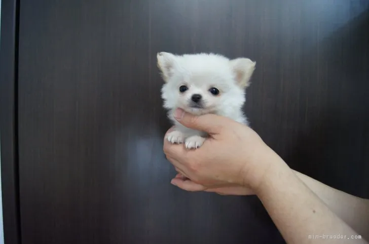 ID:1702-01801の子犬