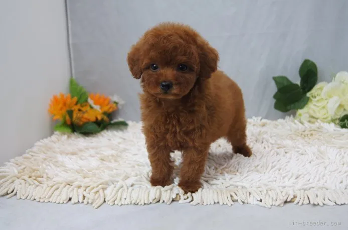 ID:1510-00209の子犬