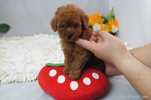 ID:1512-01634の子犬