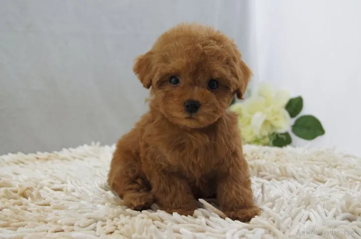 モカ 様のお迎えした子犬