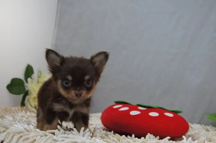 大阪府やまのうち 様のお迎えした子犬