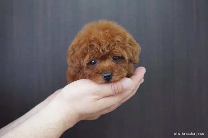 ID:1705-00145の子犬