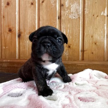 フレンチブルドッグ【山口県・男の子・2025年10月10日・ブリンドル】の写真「イケメン君」