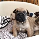 フレンチブルドッグ