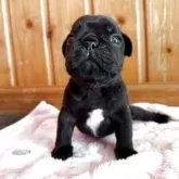 フレンチブルドッグ