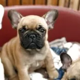 フレンチブルドッグ