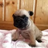 フレンチブルドッグ