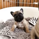 フレンチブルドッグ