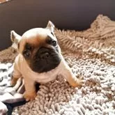 フレンチブルドッグ【山口県・女の子・2025年10月10日・フォーン レッド】の写真1