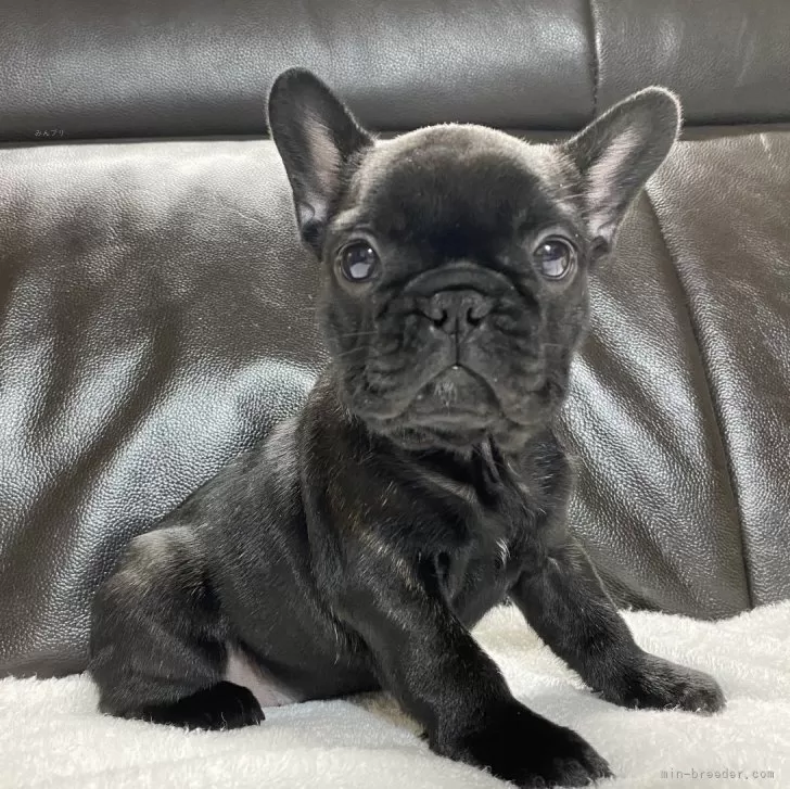 Y.H 様のお迎えした子犬