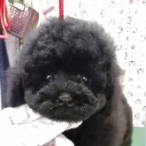 トイプードル(トイ)