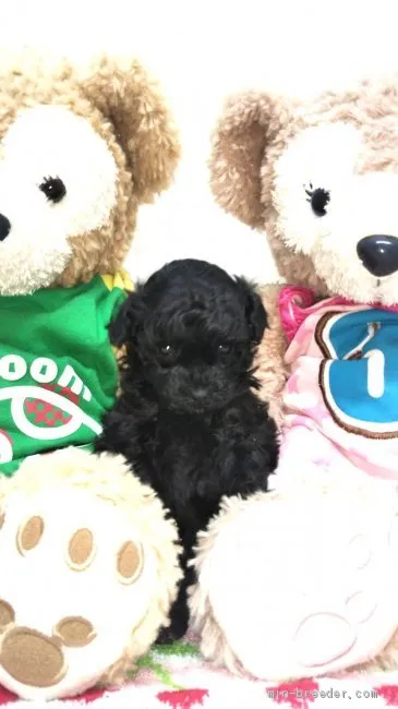 ID：1912-01107の子犬