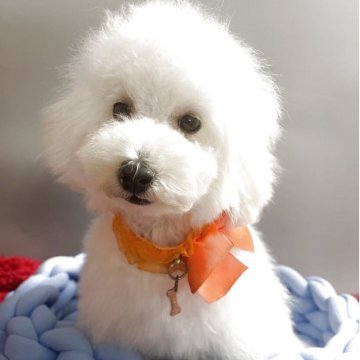 タイニープードル【愛知県・男の子・2025年6月24日・ホワイト】の写真「父スマッシュ出身JKCch･母両親chの男の子」