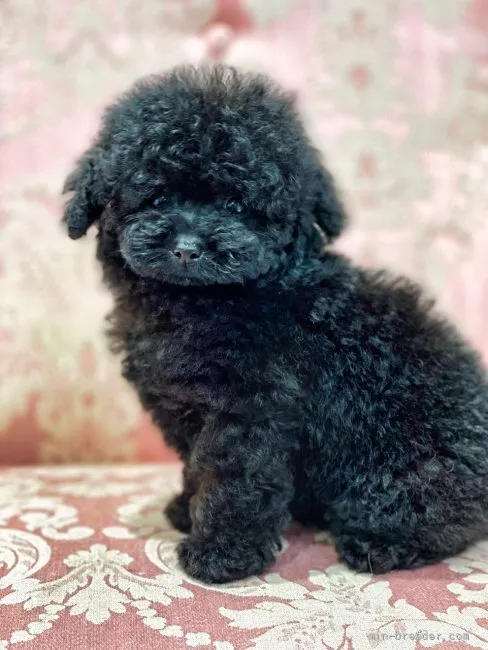ID:2111-03083の子犬