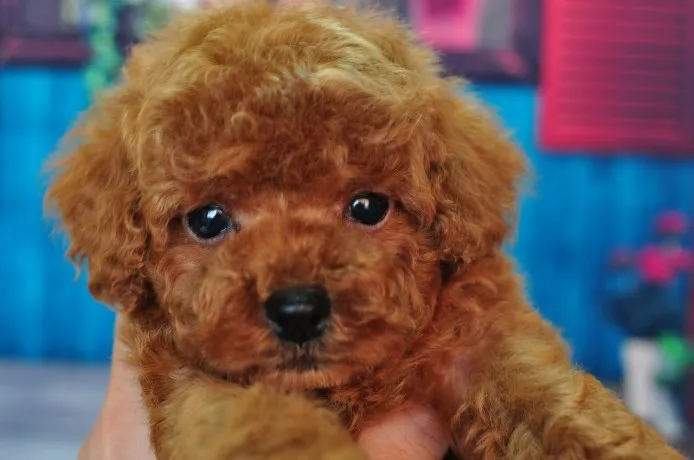 ID:1302-00354の子犬