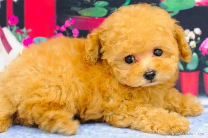 ID：1506-00990の子犬