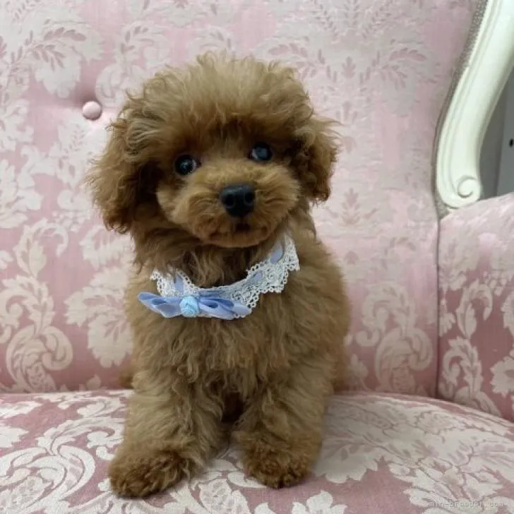 ID:2207-01453の子犬