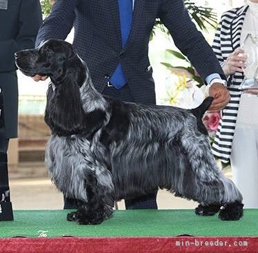 Int Jpn チャンピオン｜長谷川　康生(はせがわ　やすお)ブリーダー(愛知県・柴犬など・JKC登録)の紹介写真1