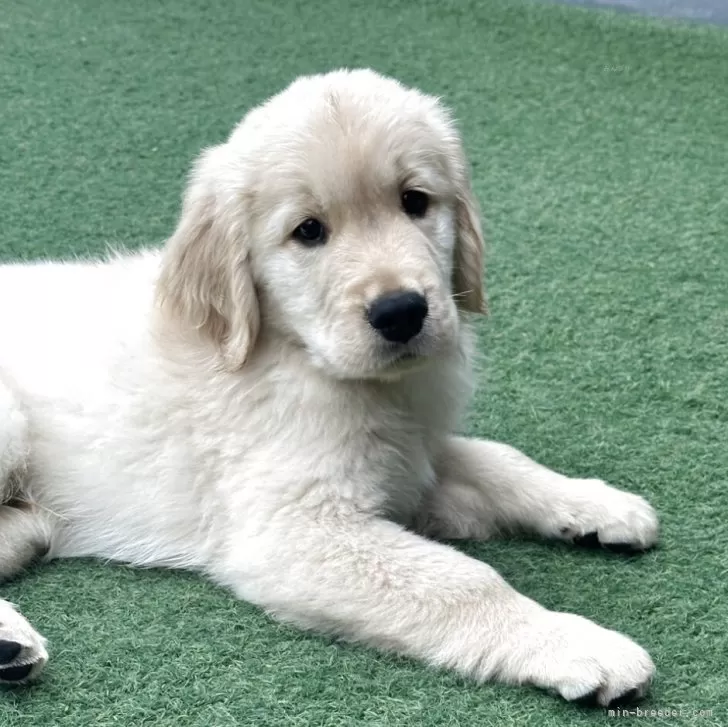 Y.I 様のお迎えした子犬