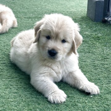 ゴールデンレトリバー【愛知県・男の子・2025年8月10日・ゴールド】の写真「両親チャンピオン犬の可愛い男の子」
