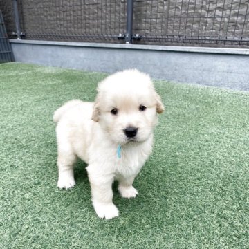 ゴールデンレトリバー【愛知県・男の子・2025年8月10日・ゴールド】の写真「両親チャンピオン犬の可愛い男の子です」