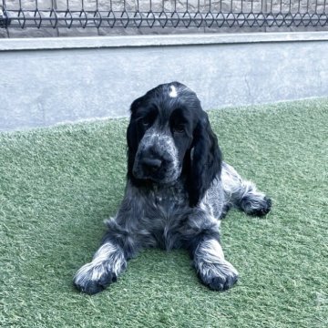 イングリッシュコッカースパニエル【愛知県・男の子・2025年9月20日・ブルーローン】の写真「可愛い男の子です。」