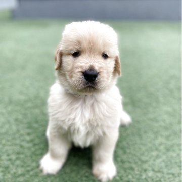 ゴールデンレトリバー【愛知県・男の子・2025年8月10日・ゴールド】の写真「両親チャンピオン犬の可愛い男の子」